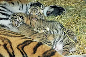 Tigresses: Siberian Tiger - tigress with 5 three week old cubs