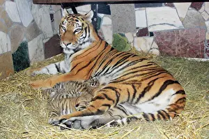 Tigresses: Siberian Tiger - tigress with 5 three week old cubs