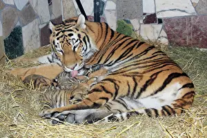 Tigresses: Siberian Tiger - tigress with 5 three week old cubs