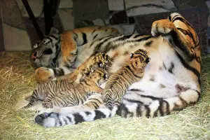 Tigresses: Siberian Tiger - tigress with 5 three week old cubs
