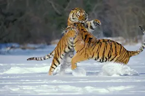 Siberian TIGER - two, fighting