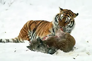 Siberian Tiger - with Wild Boar prey