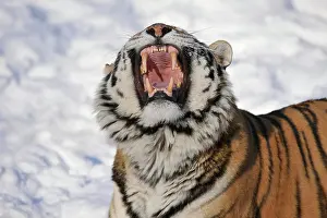 Amur: Siberian Tiger, yawning, showing its teeth, in the