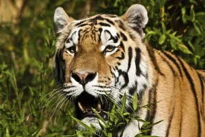 Amur: Siberian tigers, Amur tigers, largest and strongest
