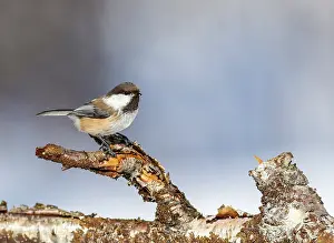 Poecile: Siberian Tit