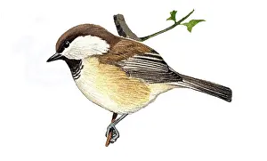 Cinctus: Siberian Tit