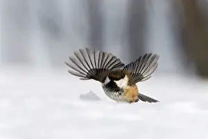 Kaamanen: Siberian Tit