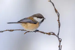 Chirping: Siberian Tit - adult siberian tit sitting on a twig