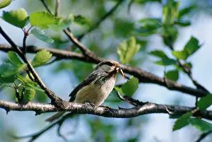 Trevor Marshall: Siberian Tit - with insect in beak