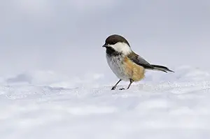 Taiga: Siberian Tit (Parus cinctus) on snow, Finland