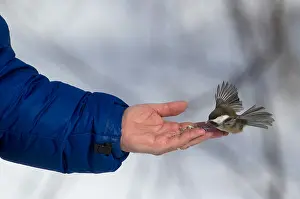 Poecile: Siberian Tit (Poecile cinctus) is taking seeds