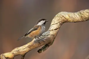 Cinctus: Siberian Tit - Singing