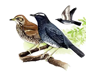 Sibirica: Siberian Trush