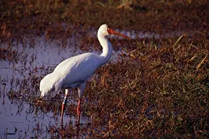 Leucogeranus: Siberian White / Great White / Asiatic White CRANE