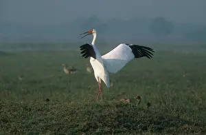 Leucogeranus: Siberian White / Great White / Asiatic White CRANE