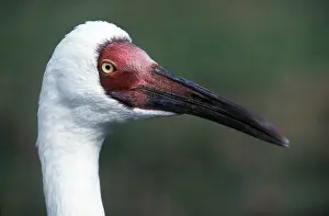 Siberia: Siberian White / Great White / Asiatic White CRANE