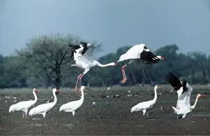 Cranes: Siberian White / Great White / Asiatic White CRANE