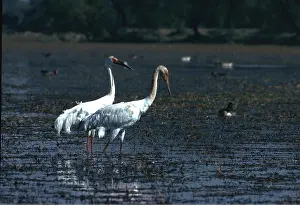Cranes: Siberian White / Great White / Asiatic White CRANE