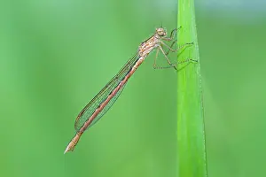 Damsel: Siberian Winter Damsel