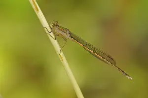Damsel: Siberian Winter Damsel