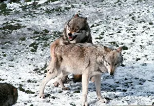 Elizabeth Bomford: SIBERIAN WOLF - subdominant male trying to mount female