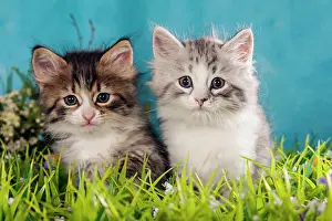 Glass: Siberians or Siberian Forest Cats, Kittens