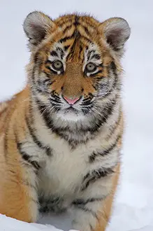 Fangs: Sibirian Tiger (Panthera tigris altaica) portrait