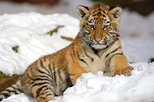 Fangs: Sibirian Tiger (Panthera tigris altaica) young one