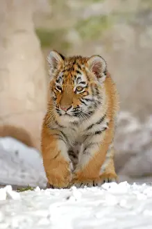 Fangs: Sibirian Tiger (Panthera tigris altaica) young