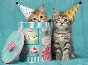 Cake: Sib^s rien Sibo?rien