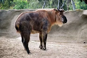Sichuan: Sichuan Takin