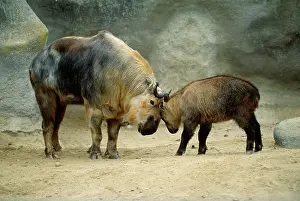 Sichuan: Sichuan Takin - male playing with young