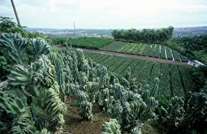 Sicily: Sicilian foliage plant nursery