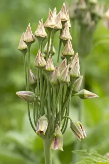 Onion: Sicilian honey lily (Nectaroscordum siculum)