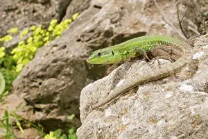 Podarcis: Sicilian Wall Lizard - in habitat