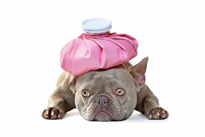 Accident: Sick lilac French Bulldog dog with ice bag on head