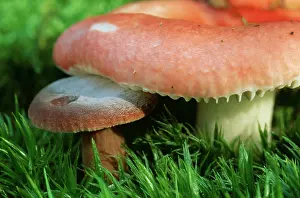 Emetica: The Sickener / Emetic Russula FUNGI