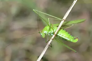 Falcata: Sickle-bearing Bush Cricket (Phaneroptera falcata)