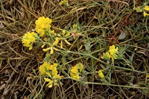 Falcata: Sickle medick