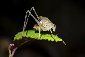 At Night: Sickle-winged grasshopper (Phaneropterinae) sitting on a