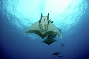Mobula: Sicklefin Mantas, Mobula tarapacana, Ambrosio dive