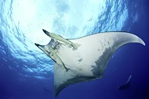 Mobula: Sicklefin Mantas, Mobula tarapacana, Ambrosio dive