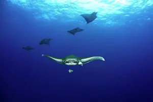 Mobula: Sicklefin Mantas, Mobula tarapacana, Ambrosio dive