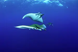 Mobula: Sicklefin Mantas, Mobula tarapacana, Ambrosio dive