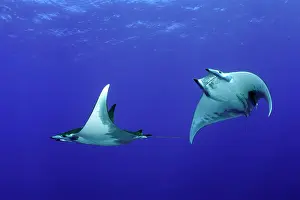 Mobula: Sicklefin Mantas, Mobula tarapacana, Ambrosio dive