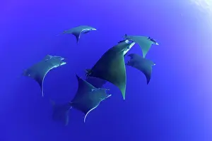 Multitude: Sicklefin Mantas, Mobula tarapacana, Ambrosio dive
