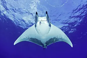 Azores: Sicklefin Mantas, Mobula tarapacana, Ambrosio dive