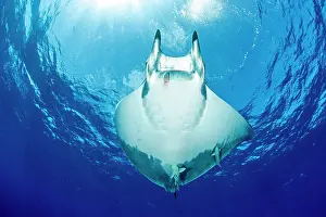 Azores: Sicklefin Mantas, Mobula tarapacana, Ambrosio dive