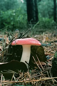 Emetica: The Sickner Fungi
