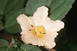 John Mason: SIDA FLOWER